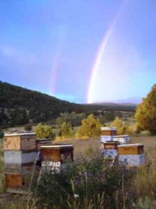 Seeing Bees as Seeds: Lessons Learned from Honeybees Image